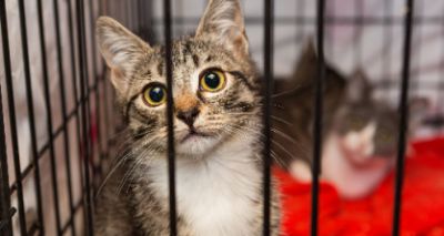 Stark rise in cats seeking forever homes